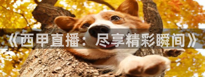 鲸鱼tv官网：《西甲直播：尽享精彩瞬间》